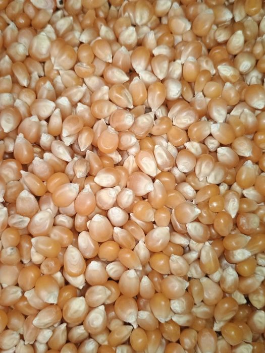 Ziarno Popcornu Jak w Kinie! Świeże i Chrupiące – Różne Gramatury