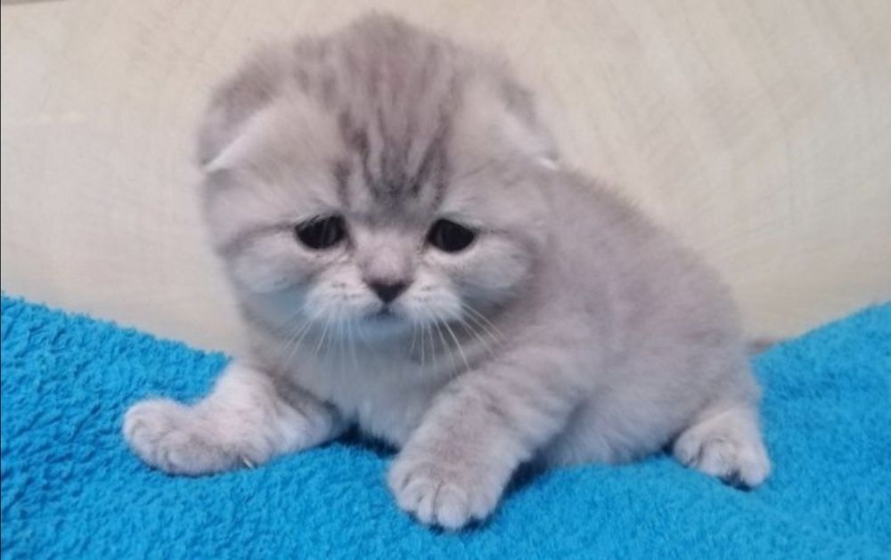 Гарний висловухий котик на вязку