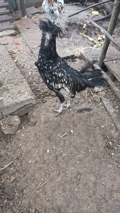 Продам півники подуана