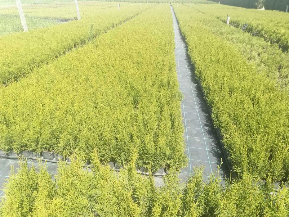 Tuja tuje szmaragd  140-160cm doniczka , juta.   Dostawa GRATIS