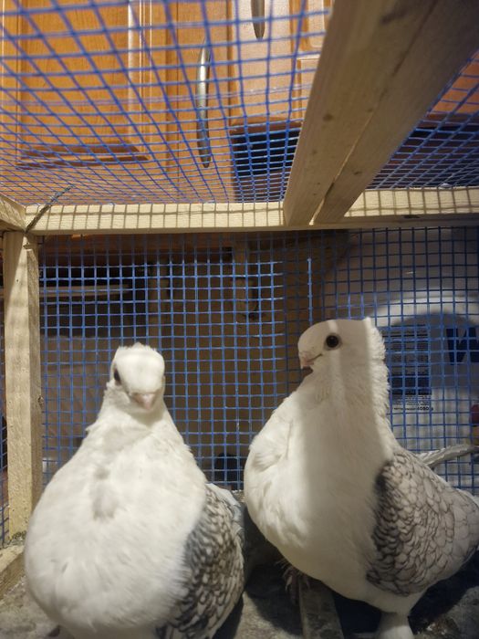 Mewki orientalne satynety