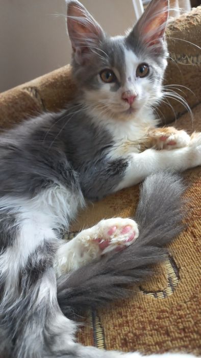 Miziasty niebiesko-biały kocurek Maine Coon PZF