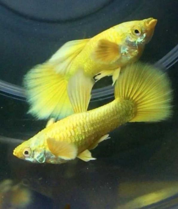 Guppys casais 50 Linhas