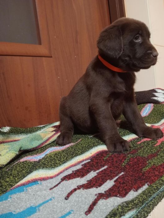 Szczeniak Labrador Retriever