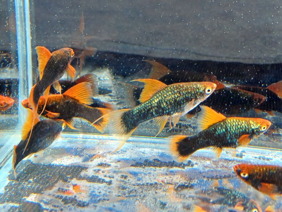 Mieczyk Hamburg - lira, delta, zwykły