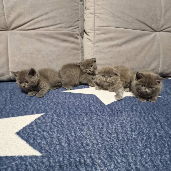 Продам британських кошенят