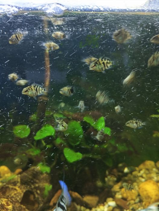 Pielęgnice rybki akwariowe