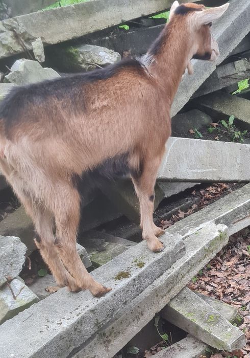 Vendo três fêmeas mochas