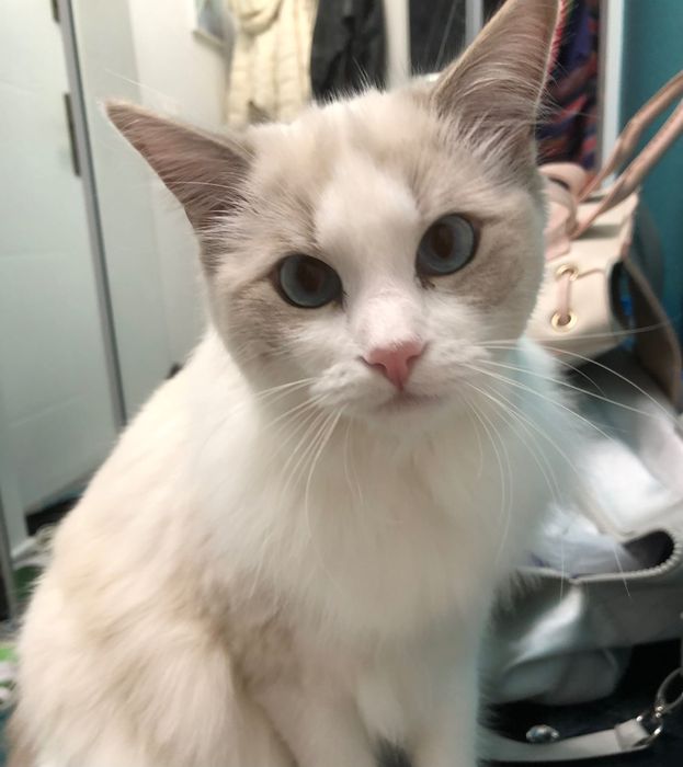 Jest wstepna Rezerwacja - Piękna Kotka rasy ragdoll