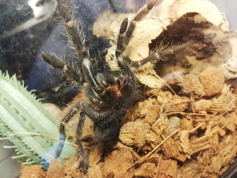 Lasiodora parahybana - Samice 4-5DC pająki
