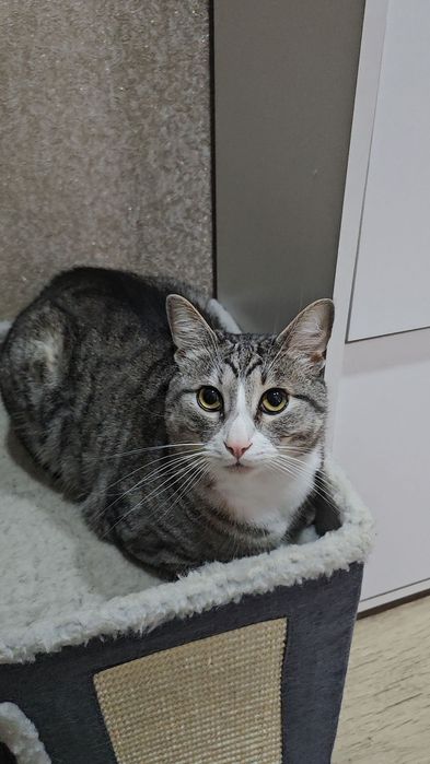 Котик в добрі руки