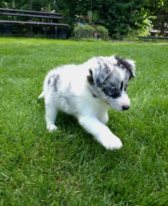 Border collie sunia blue merle niebieskooka