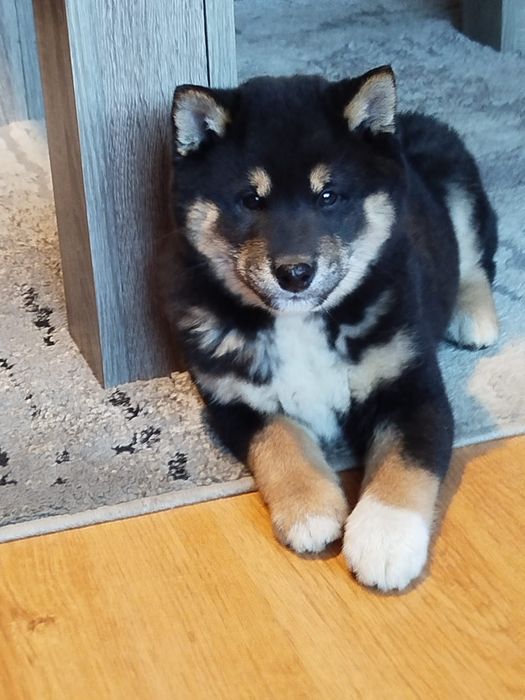 Shiba Inu szczeniaczek z rodowodem