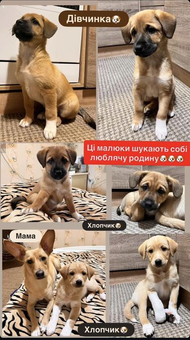 Віддам цуциків (цуценят) в хороші руки (отдам щенка в хорошие руки)