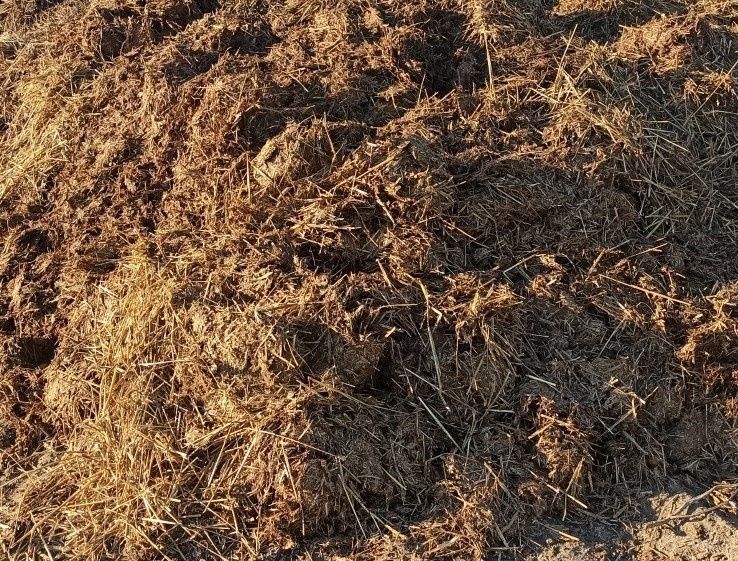 Obornik bydlęcy gnój nawóz naturalny