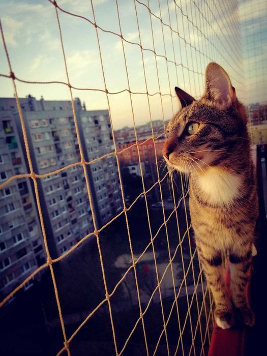 Montaż siatki na balkon okno taras dla ochrony kota przeciwko gołębiom