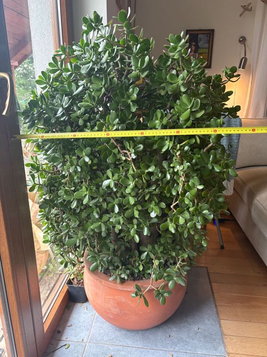 Grubosz gigant, piękny!