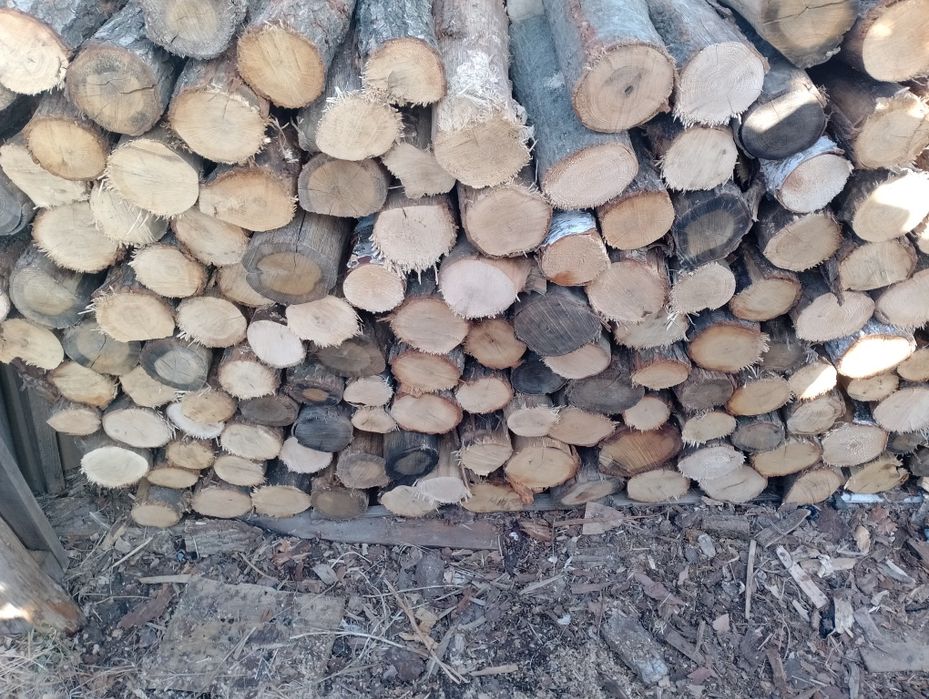 Drzewo opałowe sosna, dąb