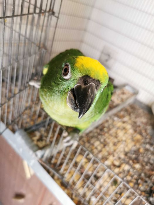 Papagaio amazona ochrocephala