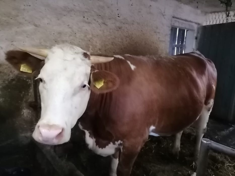 Sprzedam jałówkę cielną