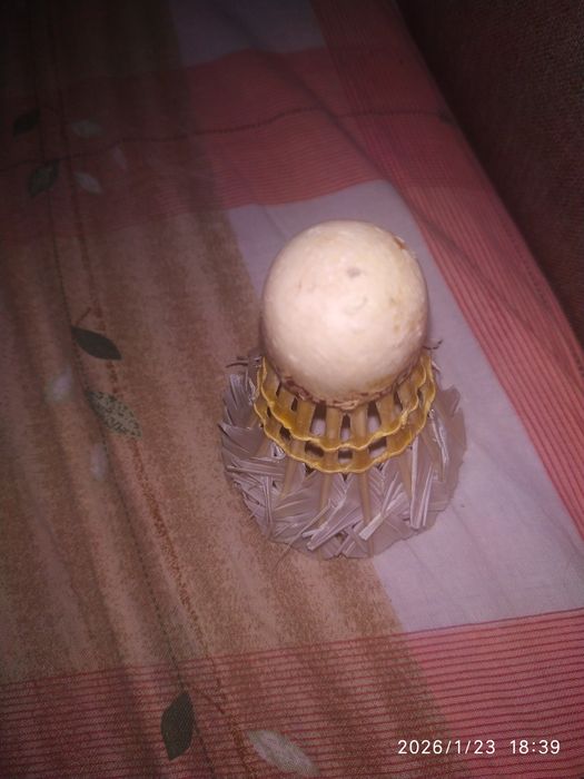 Віддам воланчик.