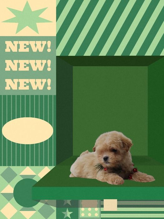 Мальтипу, з якими вдома стає спокійно