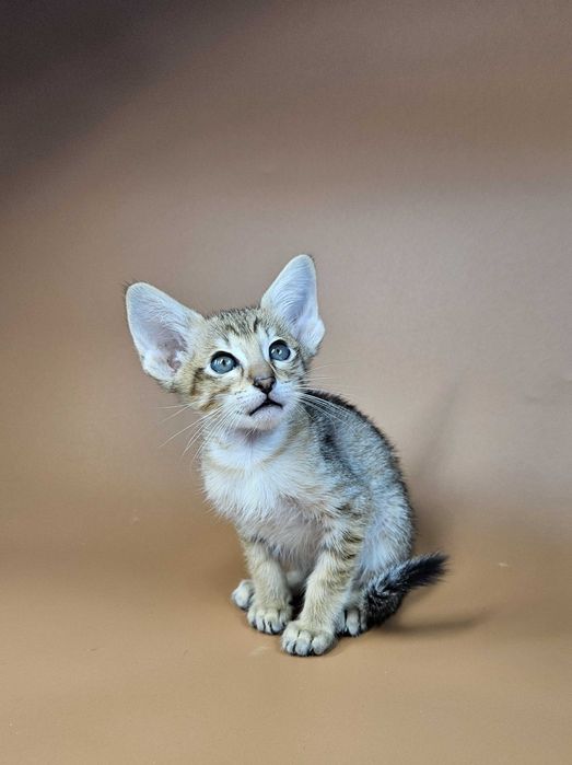 Ориентальный котенок ориентальный мальчик Romulus