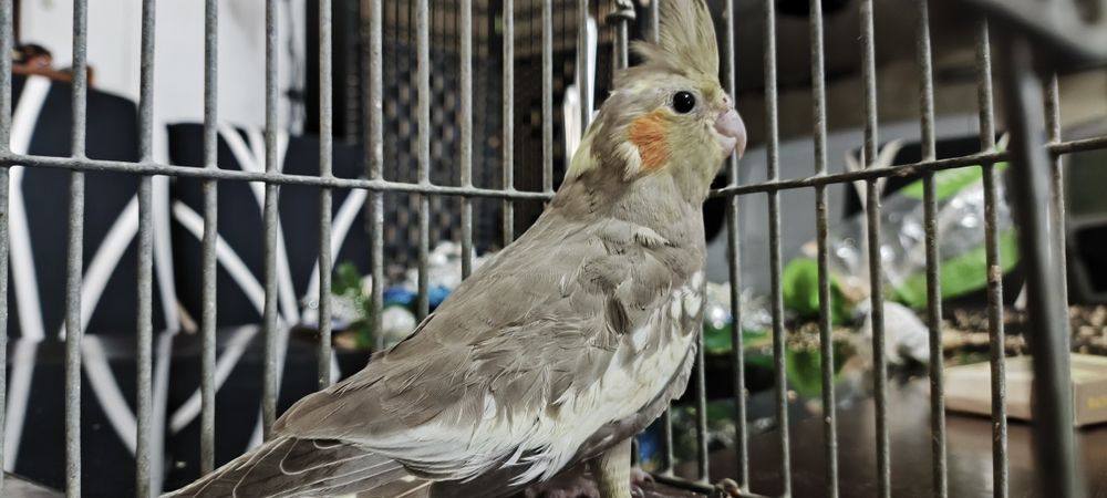 Caturra fêmea cinza