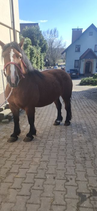 Klacz zimnokrwista lysa