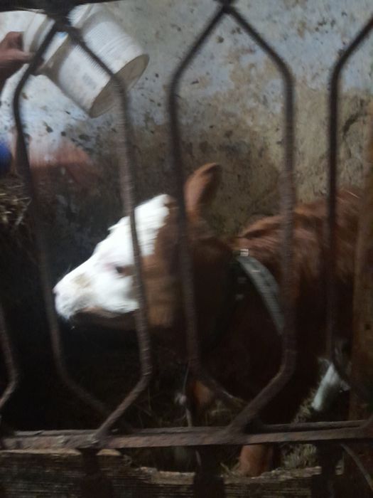 Пролаєця теличіка 10 днів