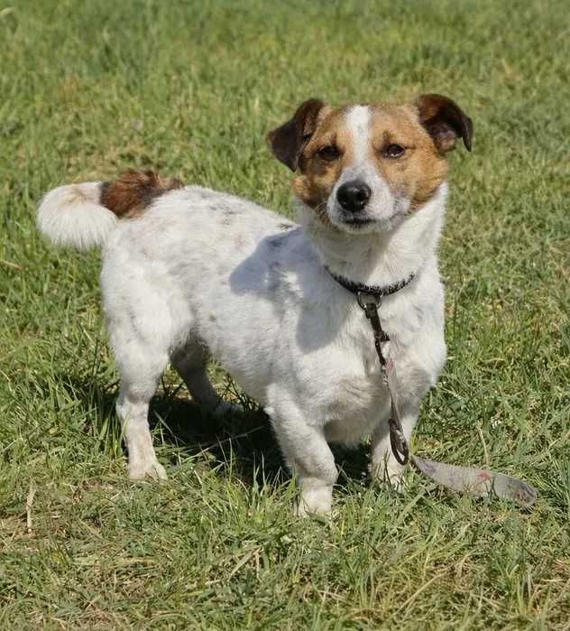 Felek szuka domu