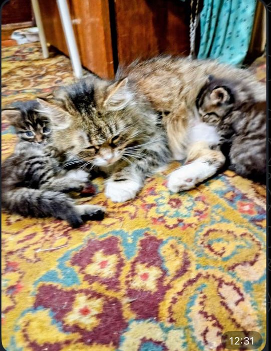 Отдам даром котят