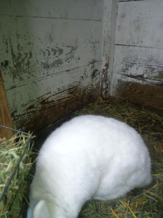 N,B  Króliki zmienia dom