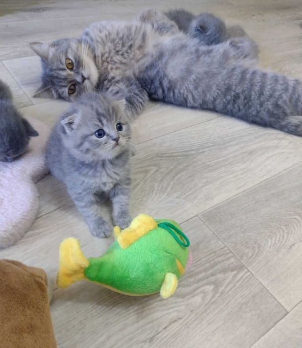 Шотландские котята!!!