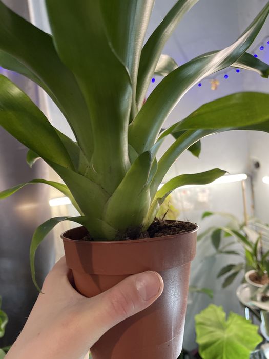 Кімнатна рослина фрієзія