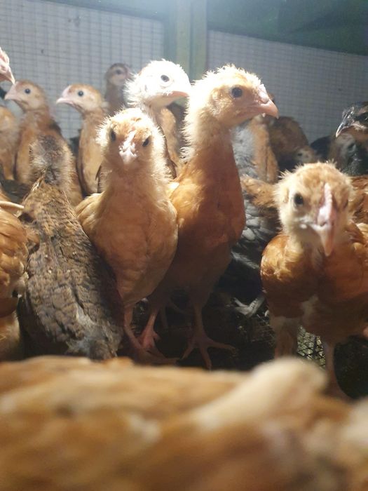 Kurczaki, kurki, pisklaki, Rosa, green shell