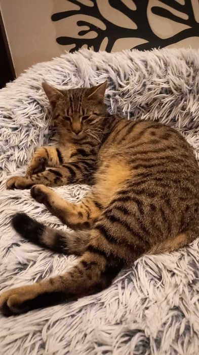 Zaginął Kot Gustaw