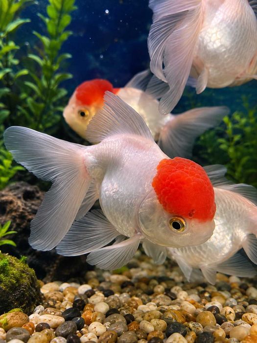 Welon Red Cap Oranda 9-12  cm