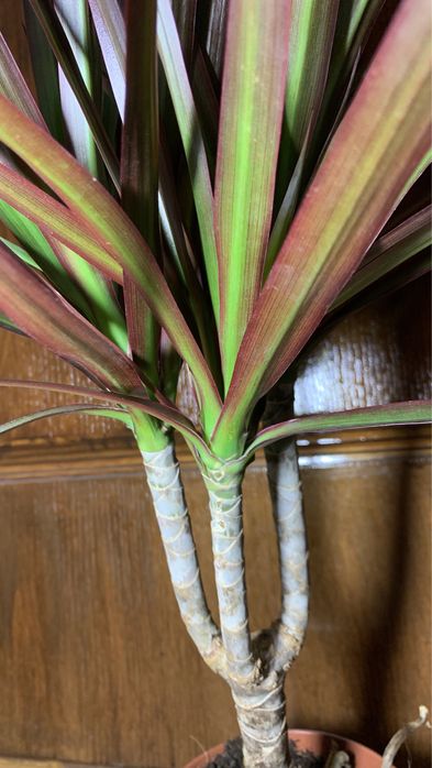 Драцена Маргината (magenta)