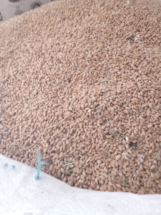 Пшениця урожай 2025року