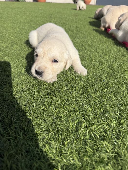 Golden Retriever  lindo