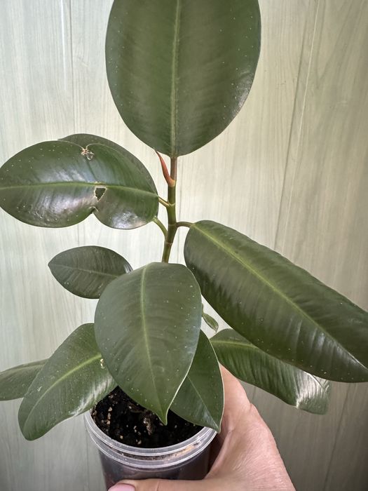 Фікуси Робуста, Бейліз, , ціна від 100 ₴