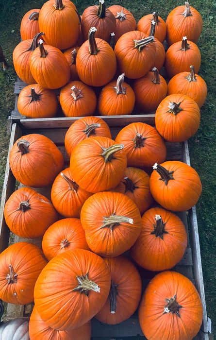 Dynia halloweenowa 2+ 1 gratis