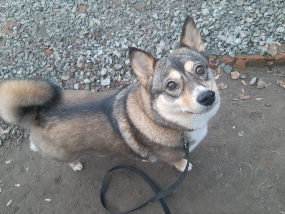 Передержка, Перетримка тварин