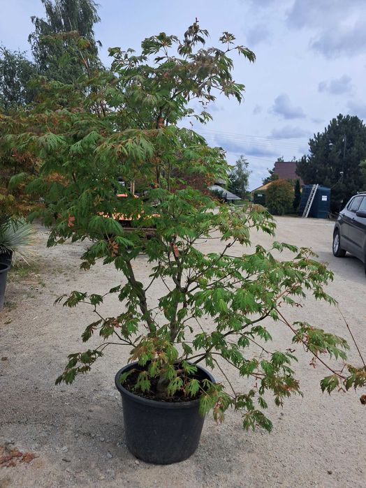 Klon palmowy Acontifolium duży okaz 2m