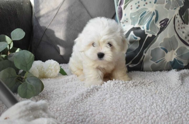 Bichon maltês. Super Mini. Maravilhoso. Branco. Menino