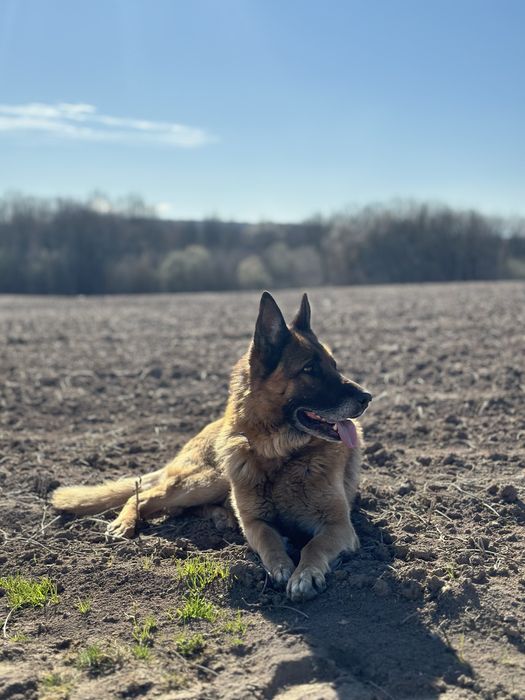 Вʼязка (злучка) з німецьким вівчарем (німецькою вівчаркою)