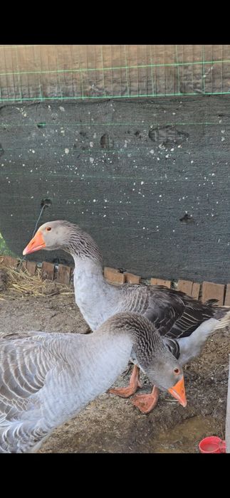 Vendo um destes machos gansos