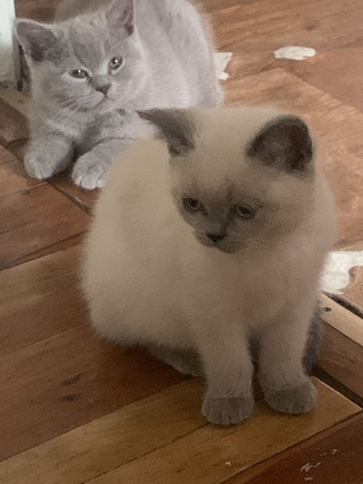 Кошенята  британці  короткошерсті блю поінт
