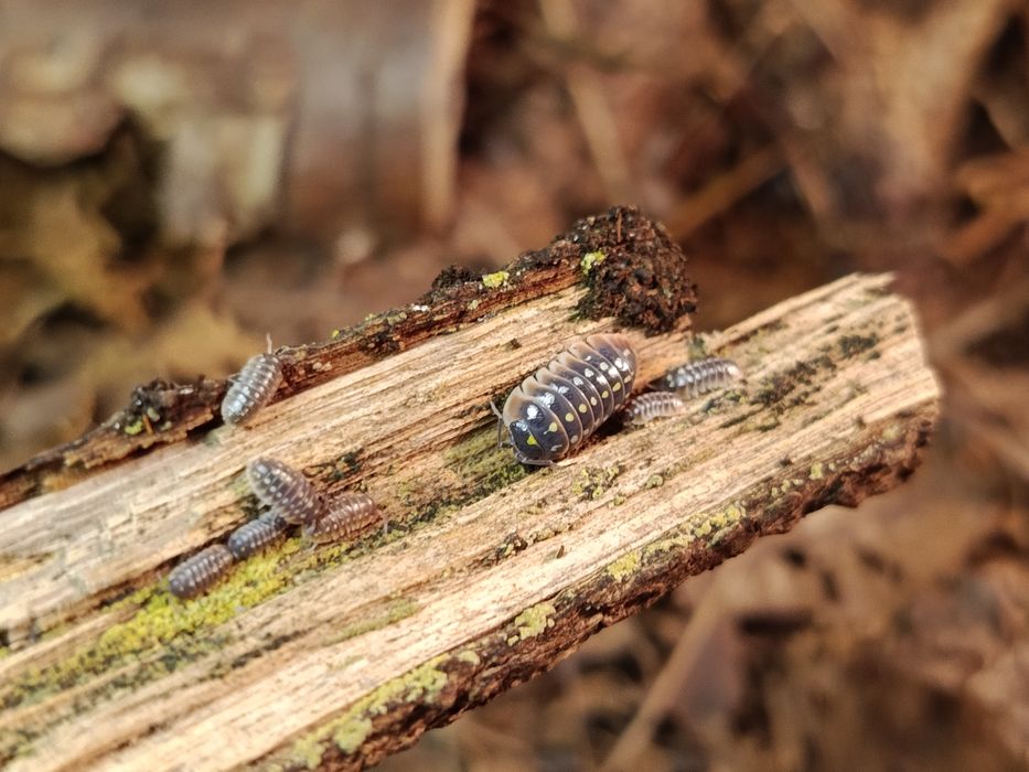 Isopody - Armadillidium Klugi